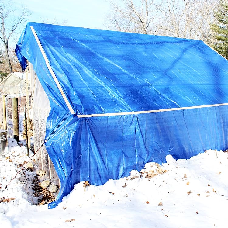 Tarp